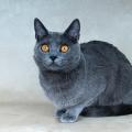 Rosie 3 ans