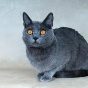 Rosie 3 ans