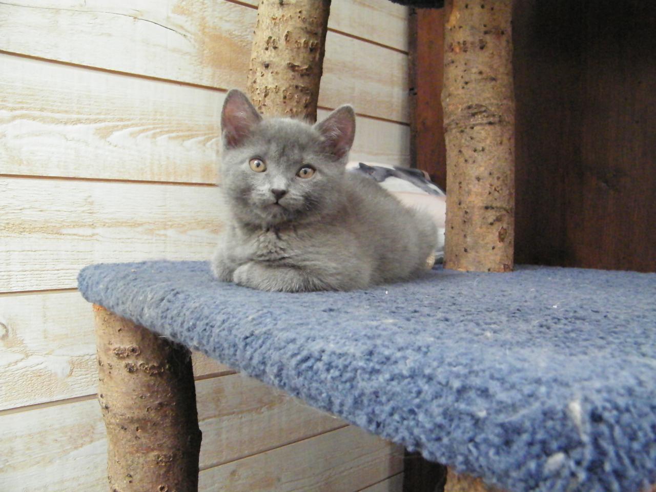 Milo à 3 mois, beau jeune minou en devenir...