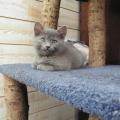 Milo à 3 mois, beau jeune minou en devenir...