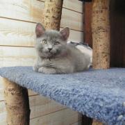 Milo à 3 mois, beau jeune minou en devenir...