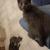 Mr Bleu se fait un petit sitting genoux