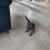 En pleine chasse !