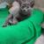Jolie pose sur son coussin chauffant