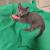 Melle Orange ne souhaite pas partager sa souris...