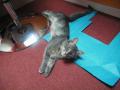 dscf7203.jpg